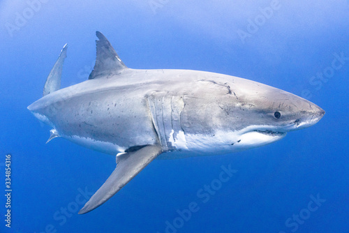 Great White Shark swimming and turning with its tail
