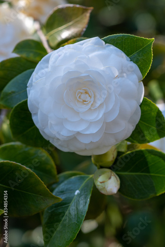 Flower of white camellia japonica Mathotiana alba