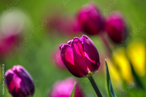 Tulips  beautiful spring flowers