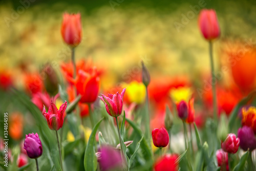 Tulips, beautiful spring flowers