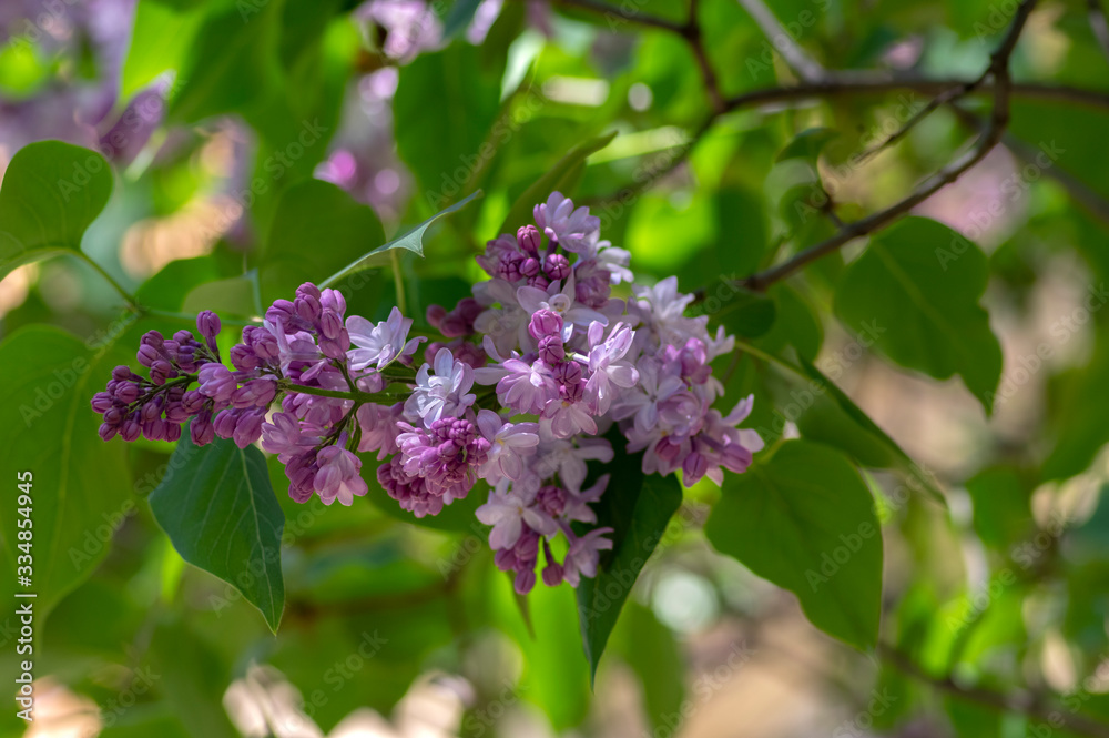 Syringa vulgaris violet purple flowering bush, groups of scented flowers on branches in bloom, common wild lilac tree Syringa vulgaris violet purple flowering bush, groups of scented flowers on branches in bloom, common wild lilac tree