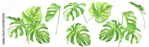 Green monstera leaf set. Tropical plant. Hand painted watercolor illustration isolated on white background. Realistic botanical art. Design element for fabrics  invitations  clothes and other