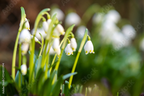 Close up view of small snowdrops flowers growing among dry leaves in forest. First spring plants in woods. © bilanol