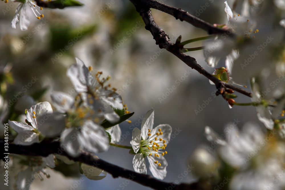 wonderful flowers fruits. blossom fruit wonderful flowers fruits. blossom fruit