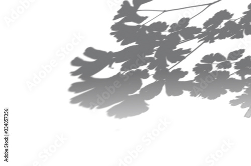 Summer background of shadows branch leaves on a white wall. White and Black for overlaying a photo or mockup © NataliaArkusha