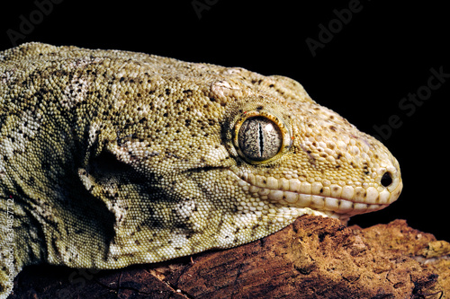 Neukaledonischer Riesengecko / New Caledonian giant gecko (Rhacodactylus leachianus), Île des Pins, Neukaledonien / New Caledonia  photo