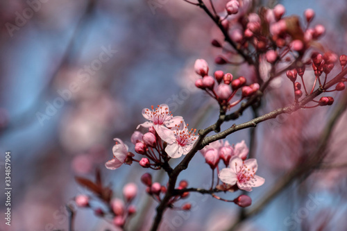 wonderful flowers fruits. blossom fruit © photokrle