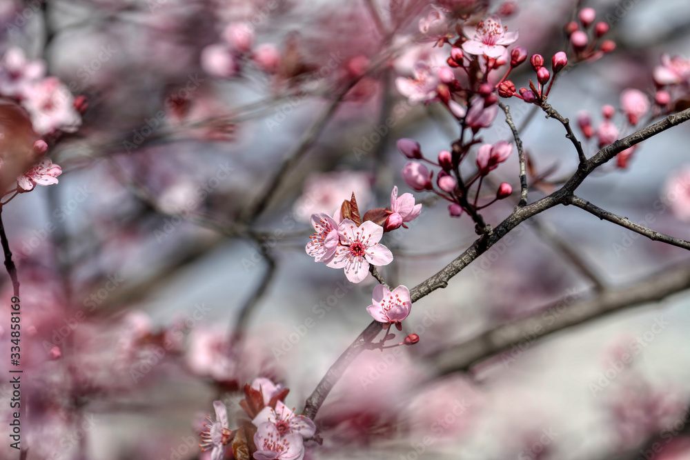 wonderful flowers fruits. blossom fruit wonderful flowers fruits. blossom fruit