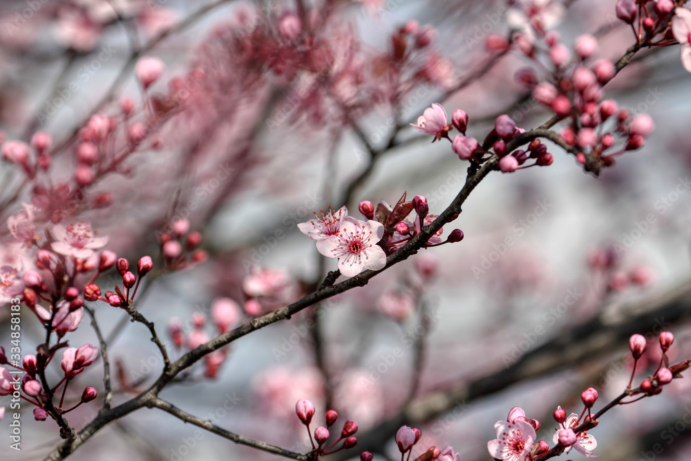 wonderful flowers fruits. blossom fruit wonderful flowers fruits. blossom fruit