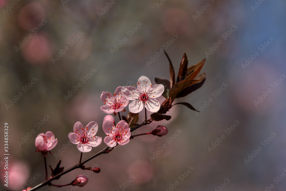 wonderful flowers fruits. blossom fruit wonderful flowers fruits. blossom fruit