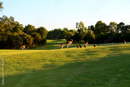 Kangaroos on a golf course.