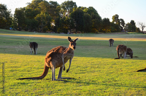 Kangaroos on a golf course.