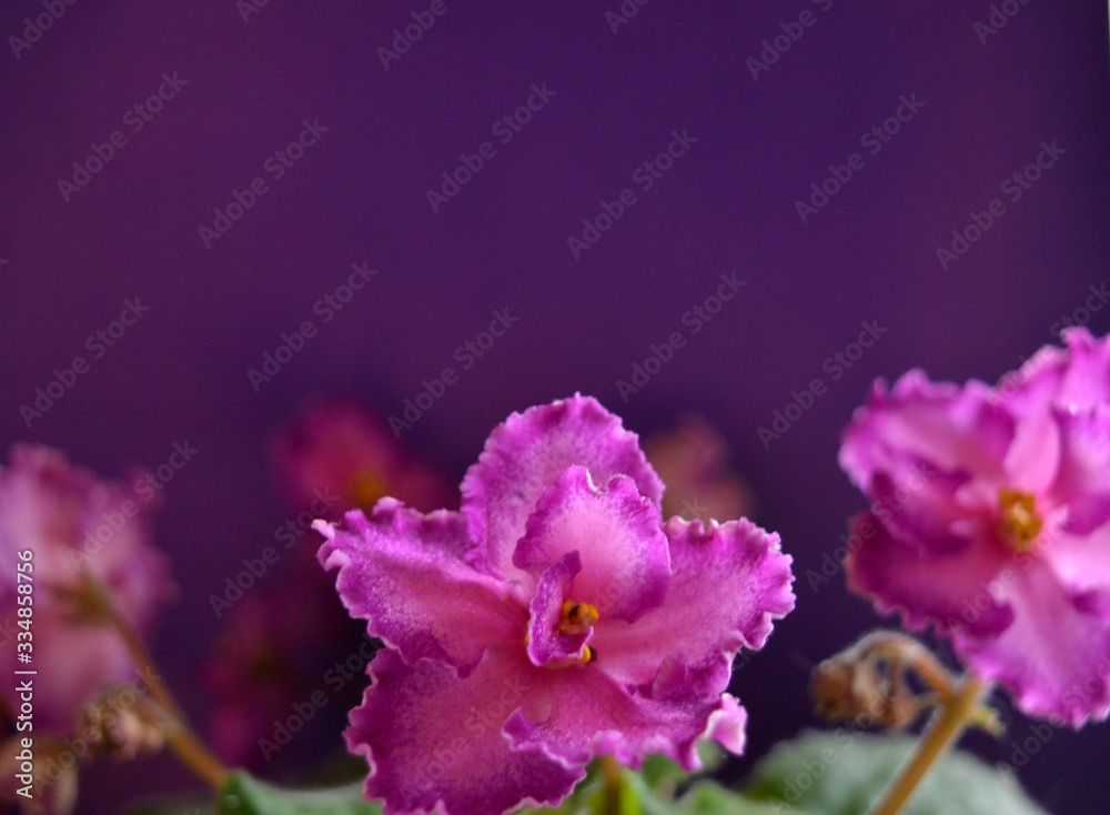 Lilac flowers, buds and green violet leaves on a purple background. Beautiful tender floral composition. Lilac flowers, buds and green violet leaves on a purple background. Beautiful tender floral composition.