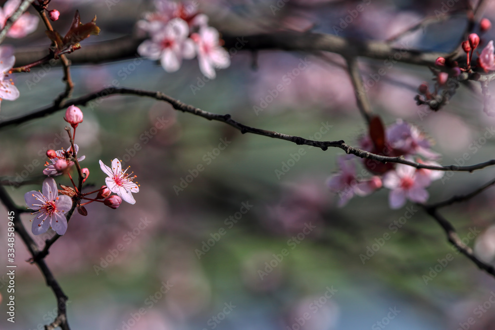wonderful flowers fruits. blossom fruit wonderful flowers fruits. blossom fruit