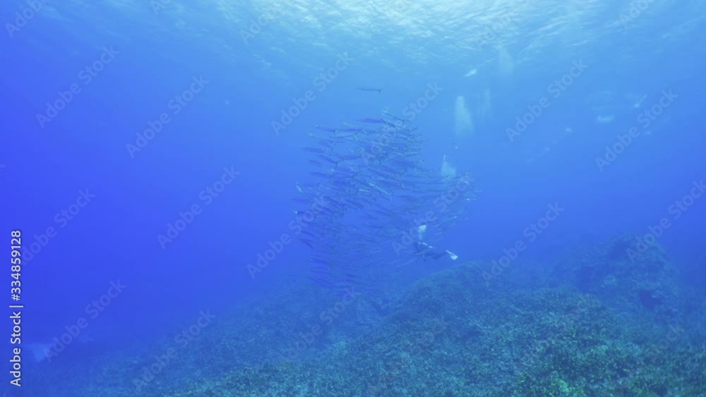 ロタ島 ホソカマスとダイバー ロタ島 ホソカマスとダイバー