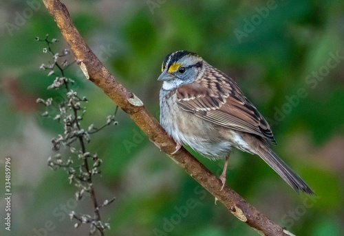 white throated sparrow