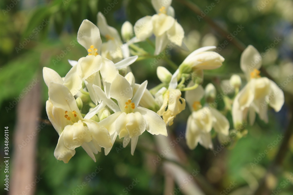 Flowers Flowers