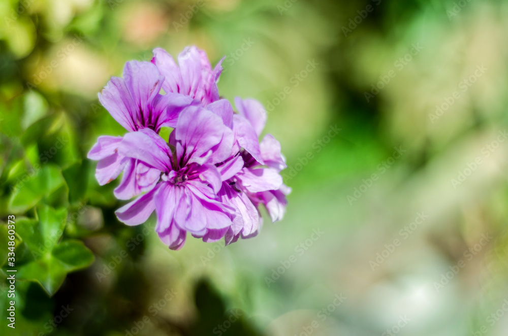 Flowers at the garden with natural light Flowers at the garden with natural light