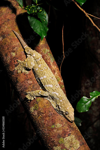 New Caledonian giant gecko / Neukaledonischer Riesengecko (Rhacodactylus leachianus), Île des Pins, New Caledonia / Neukaledonien photo