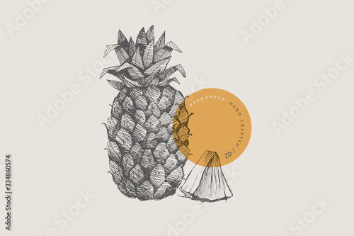 Hand drawn pineapple. Dessert and exotic fruits, whole and chopped lobule. Organic food concept. Can be used for your design. Vintage botanical illustration on a light isolated background.