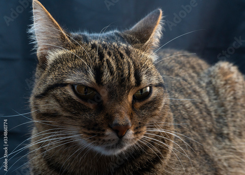 feline lazy look at his victim