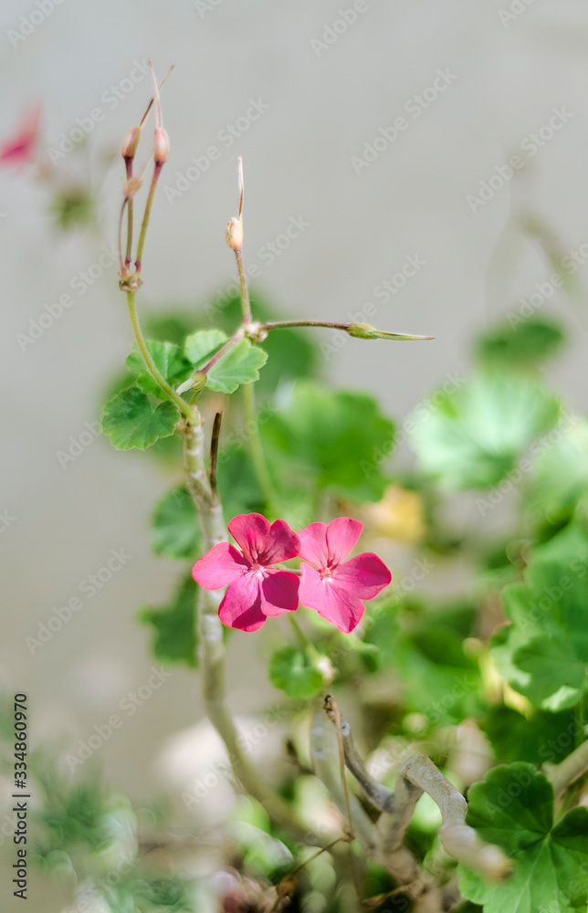 Flowers at the garden with natural light