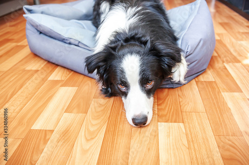 Stay home. Funny portrait of smilling puppy dog border collie lying in dog bed indoors. New lovely member of family little dog at home gazing and waiting. Pet care and animal life quarantine concept.