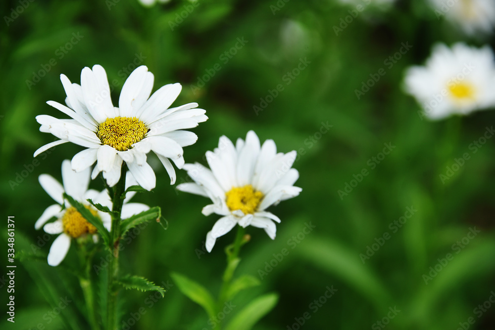 Fototapeta premium daisy in the grass