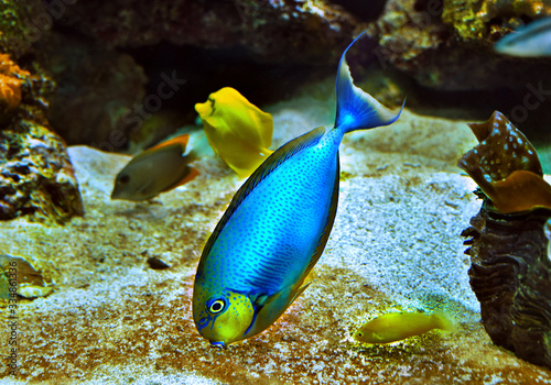 fishy fishy