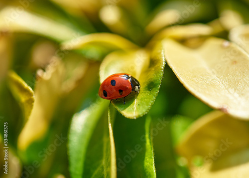Bright red Ladybird (Coccinella magnifica) crawling across a vivid green leaf.