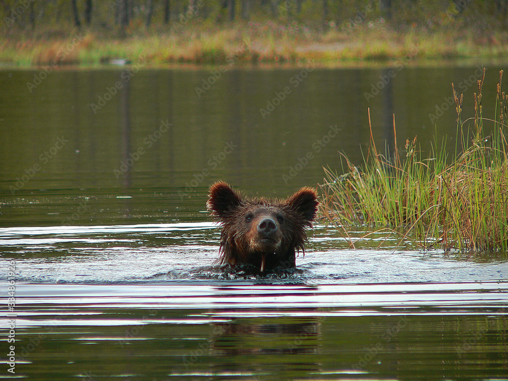 Adult Brown Bears playing and posing among swamp forest Adult Brown Bears playing and posing among swamp forest