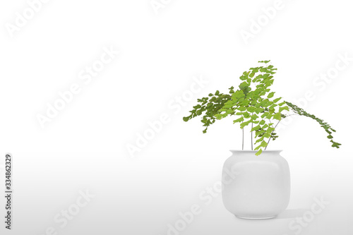 Suculent plant  in vase pot isolated on white background
