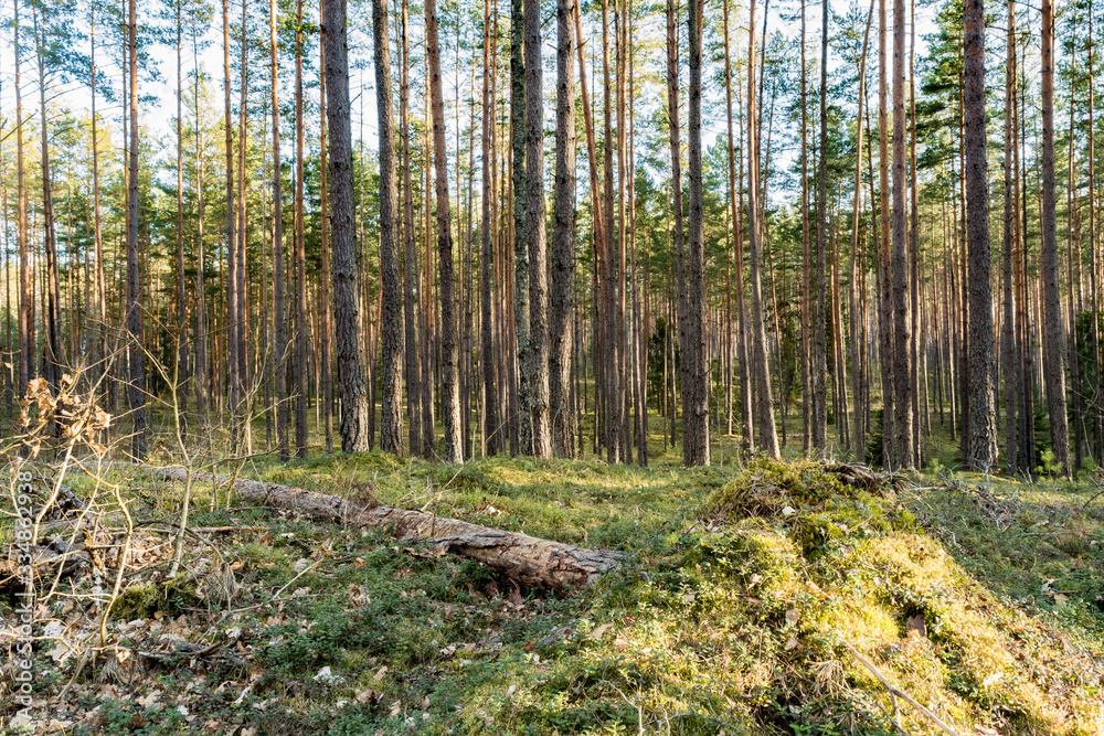 Pine forest in the rays of sunlight. Green moss with stumps and felled trunks. Spring clear evening with blue sky and clouds. Nature background Pine forest in the rays of sunlight. Green moss with stumps and felled trunks. Spring clear evening with blue sky and clouds. Nature background