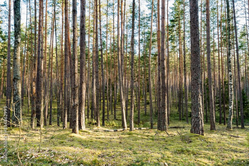 Beautiful clean pine forest with green moss. Spring clear evening with blue sky and clouds. Nature background Beautiful clean pine forest with green moss. Spring clear evening with blue sky and clouds. Nature background