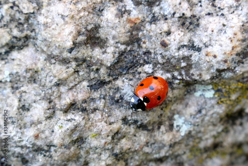 little red beetle with dots