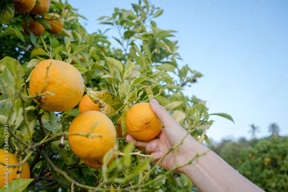 Close up on farmers hand picking an orange on green sunny outdoors background. Close up on farmers hand picking an orange on green sunny outdoors background.