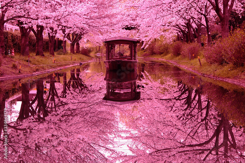 京都　伏見　桜と十石船