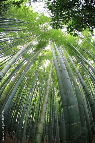 Bamboo Garden at Kamakura Japan