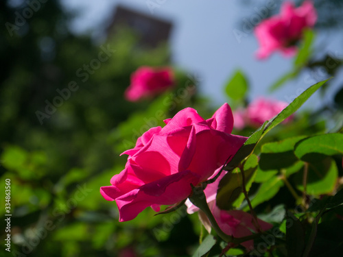 Fototapeta Naklejka Na Ścianę i Meble -  pink rose in garden