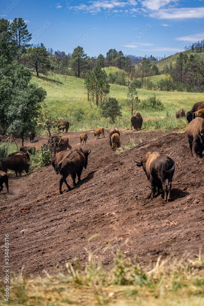 Buffalo in Custer State Park Wildlife Loop Road, South Dakota