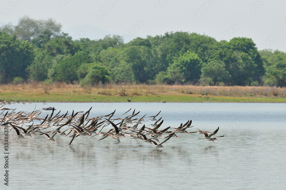 A group of African skimmer (Rynchops flavirostris) 