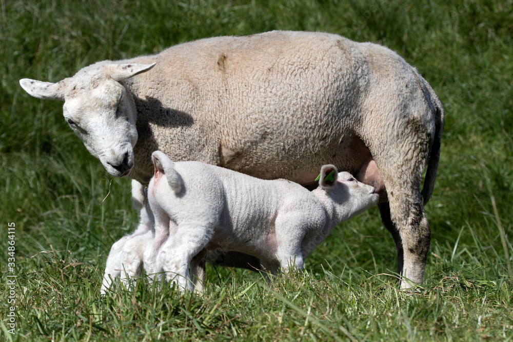 Young lamb drinks milk from its mother Young lamb drinks milk from its mother