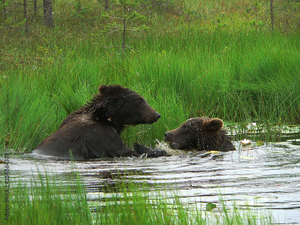 Adult brown bears playing and posing among swamp forest Adult brown bears playing and posing among swamp forest