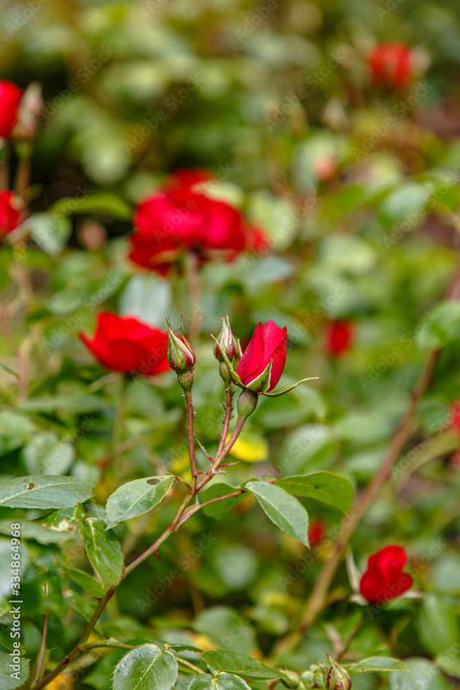 Blooming rose flower on the background of the Park Blooming rose flower on the background of the Park