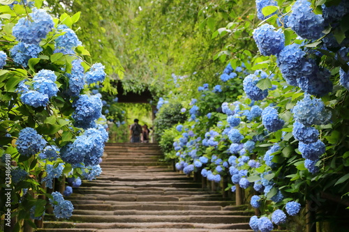 фотографія Hydrangea at Meigetsuin (Hydrangea Temple) Kamakura Japan