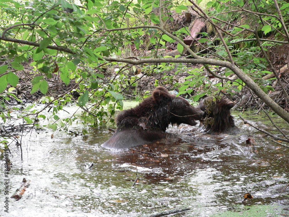 Adult brown bears playing and posing among swamp forest Adult brown bears playing and posing among swamp forest