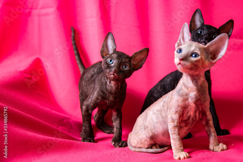 Cornish Rex kittens on a pink background