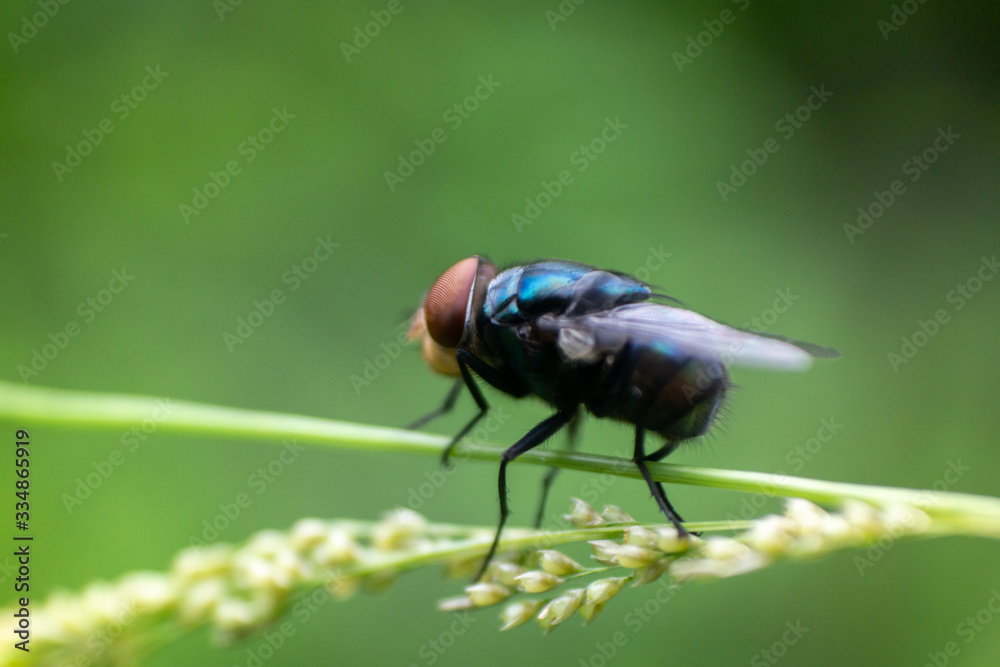 Flies are often abundant and are found in almost all terrestrial habitats in the world apart from Antarctica. They include many familiar insects such as house flies, blow flies, mosquitoes, gnats, bla Flies are often abundant and are found in almost all terrestrial habitats in the world apart from Antarctica. They include many familiar insects such as house flies, blow flies, mosquitoes, gnats, bla