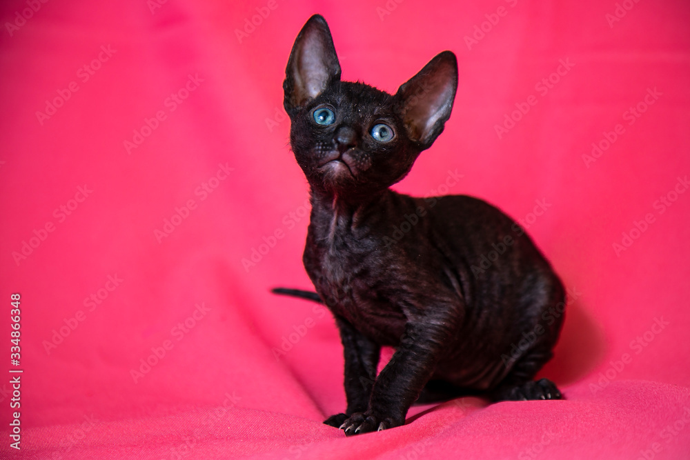 Cornish Rex black kitten (dark brown)