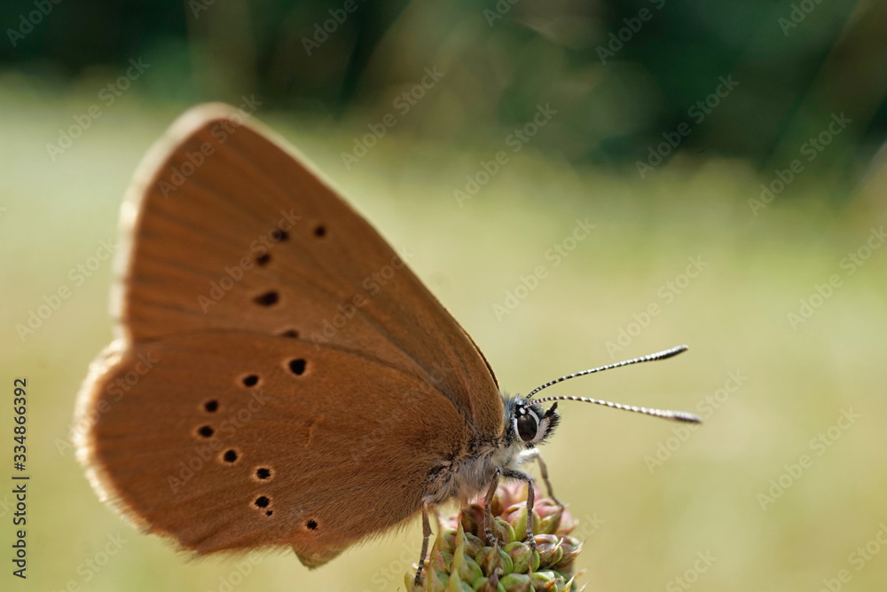 Obraz premium Nahansicht eines Dunklen Ameisenbläuling
